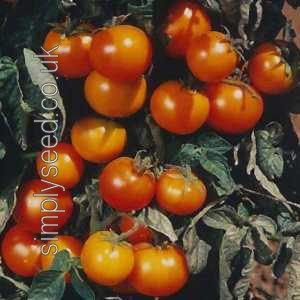 Tomato Auriga